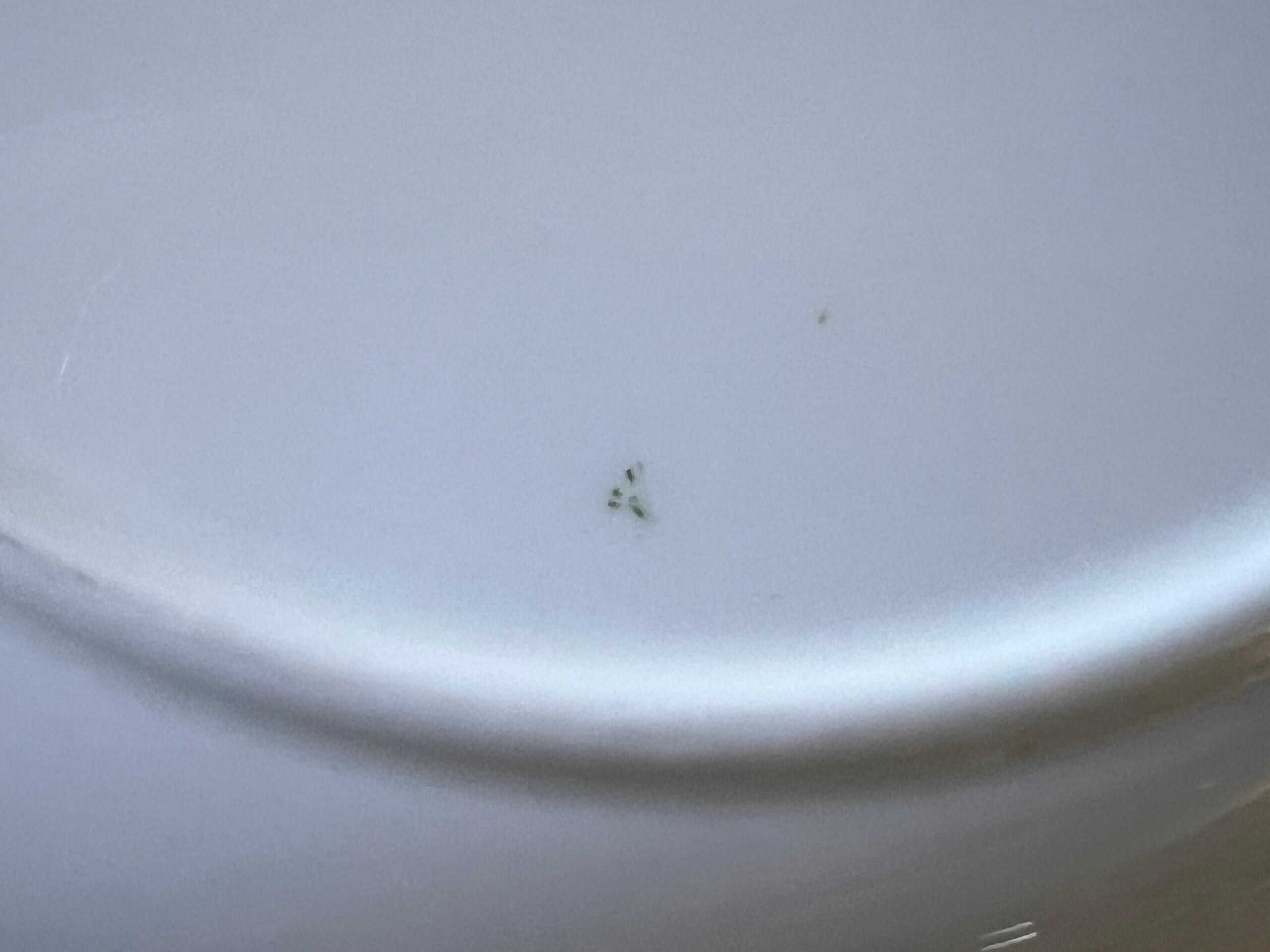 Wedgwood bone china rimmed soup / salad bowl - Image 7